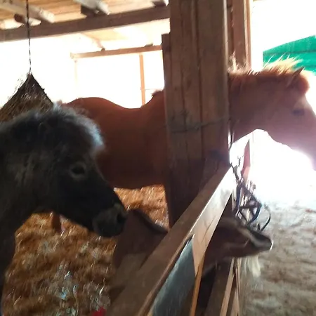 Apartman Bauernhof Hoeper-rauert - Reihenhaus 6